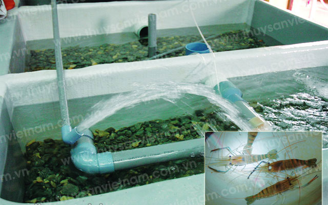 sản xuất tôm càng xanh giống